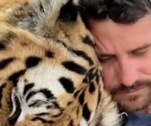 Tiger handler fatally mauled at Oklahoma preserve