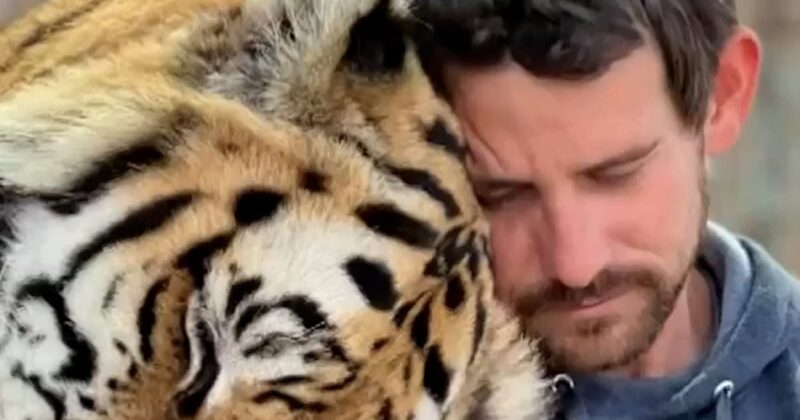 Tiger handler fatally mauled at Oklahoma preserve