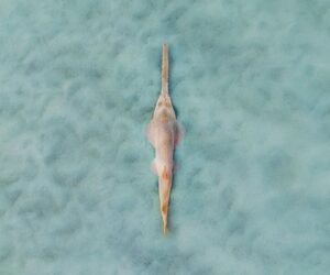 The Gear That Could Protect The Ocean’s Most Endangered Predators