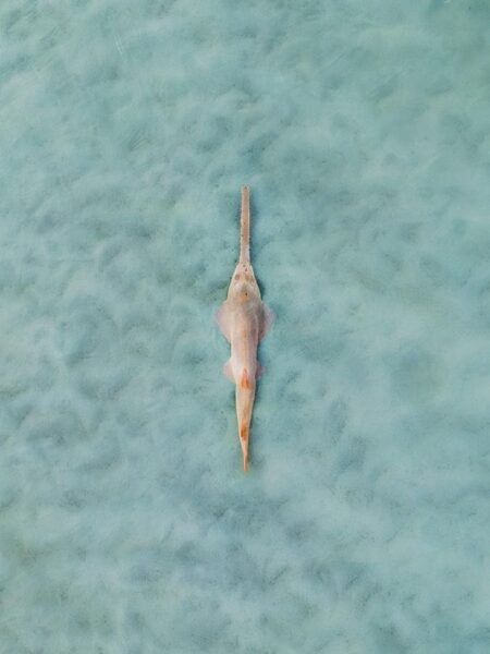 The Gear That Could Protect The Ocean’s Most Endangered Predators