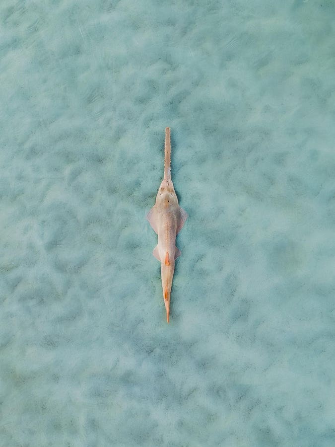 The Gear That Could Protect The Ocean’s Most Endangered Predators