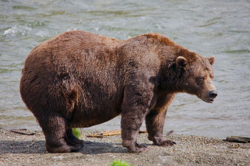 2025 Fat Bear Week Champion Pulls Off Remarkable Comeback