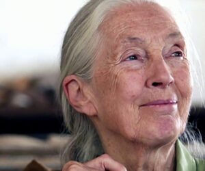 Remembering Jane Goodall for a legacy she forged in the wild