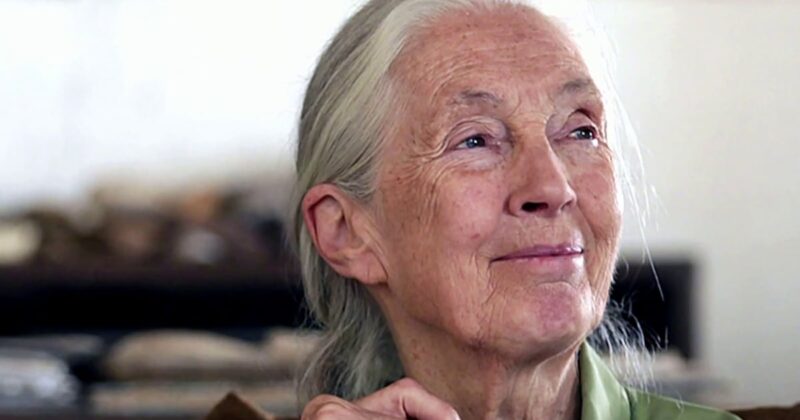 Remembering Jane Goodall for a legacy she forged in the wild