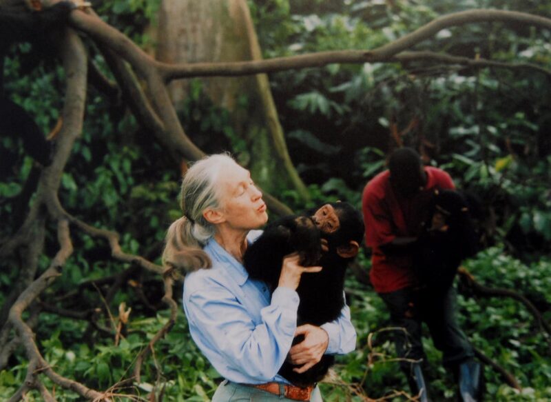 8 Fascinating Facts You Might Not Know About Jane Goodall And Her Work