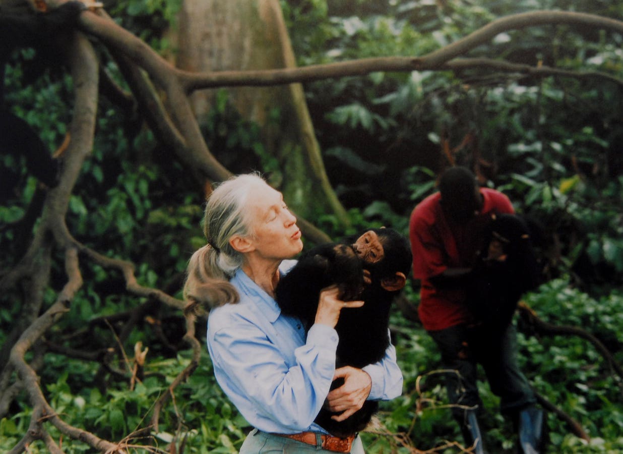 8 Fascinating Facts You Might Not Know About Jane Goodall And Her Work