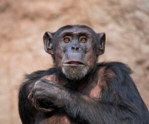 Jane Goodall’s Lesson: Rethinking Intelligence