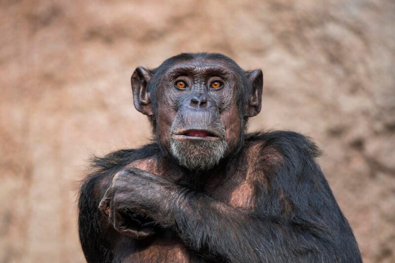 Jane Goodall’s Lesson: Rethinking Intelligence