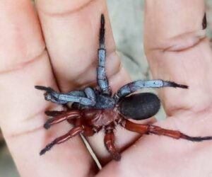 Half Male-Half Female Spider Discovered In Thailand Is New To Science