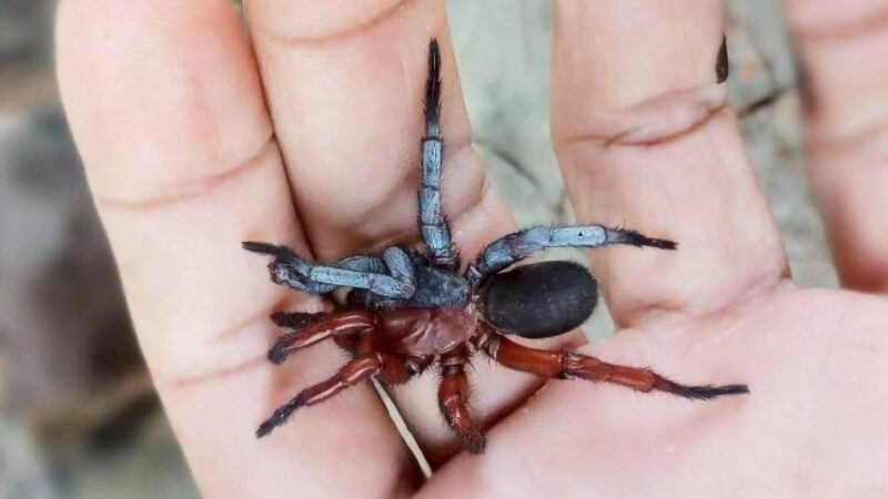 Half Male-Half Female Spider Discovered In Thailand Is New To Science