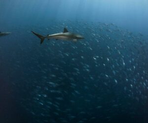 The Bold Efforts To Make Tuna Fishing Safer For Sharks, Rays, And Oceans