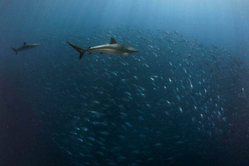 The Bold Efforts To Make Tuna Fishing Safer For Sharks, Rays, And Oceans