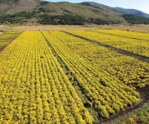 Extracting Useful Minerals From Industrial Waste With Plants And Fungi