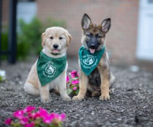 These Inspiring Women Each Raised 21 Puppies To Become Guide Dogs