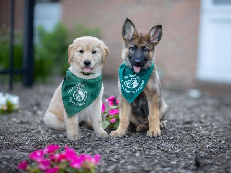 These Inspiring Women Each Raised 21 Puppies To Become Guide Dogs