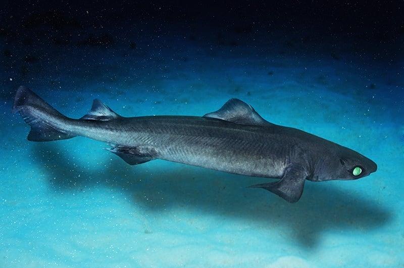 Why Saving Sharks In The Maldives Must Include Supporting Fishers