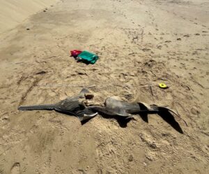 Rare Sawfish Sighting In South Africa Sparks Conservation Hope