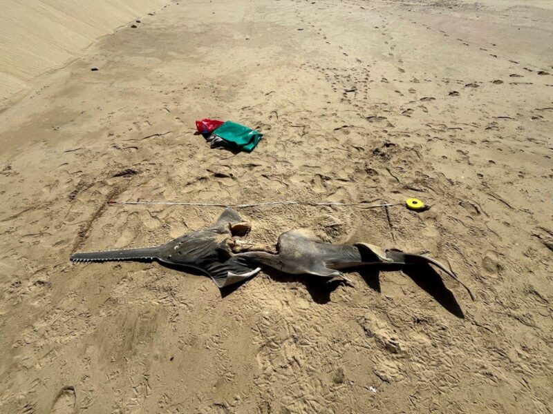 Rare Sawfish Sighting In South Africa Sparks Conservation Hope