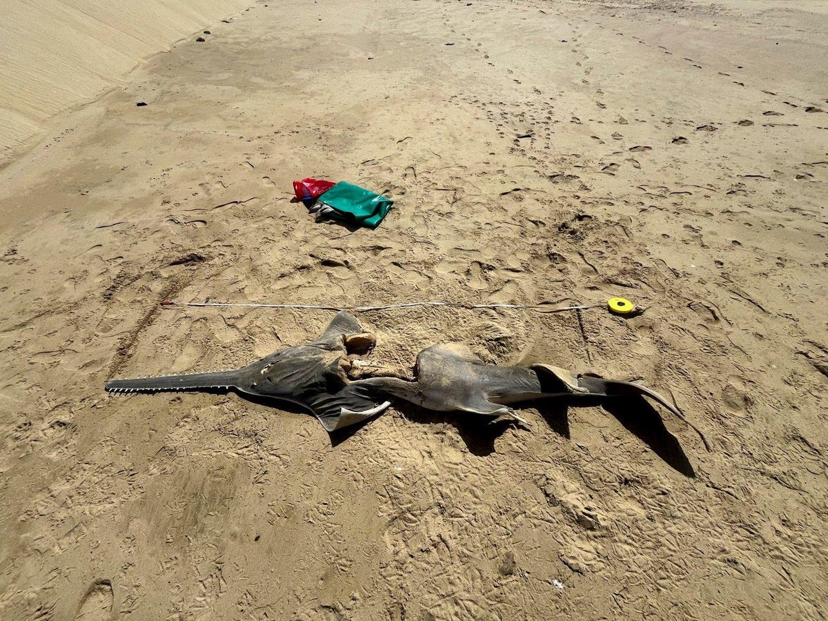 Rare Sawfish Sighting In South Africa Sparks Conservation Hope