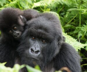 Meet The Mountain Gorilla That Shows Us How Friendship Heals Some—And Poisons Others