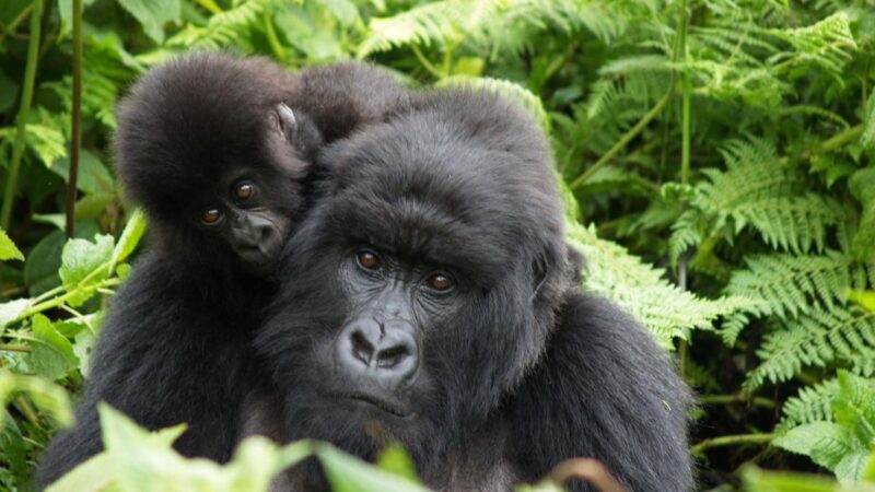 Meet The Mountain Gorilla That Shows Us How Friendship Heals Some—And Poisons Others