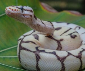 A Herpetologist Reveals The 4 Most Popular Pet Snakes—And Gives Advice For Choosing Yours