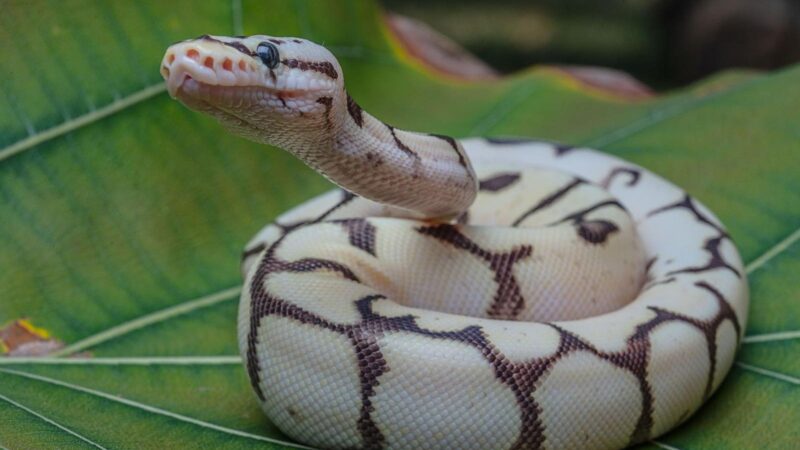 A Herpetologist Reveals The 4 Most Popular Pet Snakes—And Gives Advice For Choosing Yours
