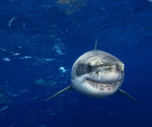 You Can’t Shark-Proof The Ocean
