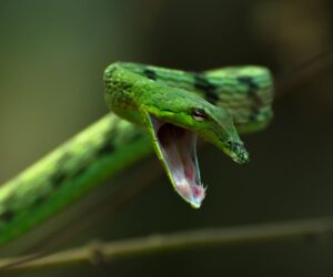 A Herpetologist Reveals 2 ‘Venomous’ Reptiles That Are Commonly Kept As Pets