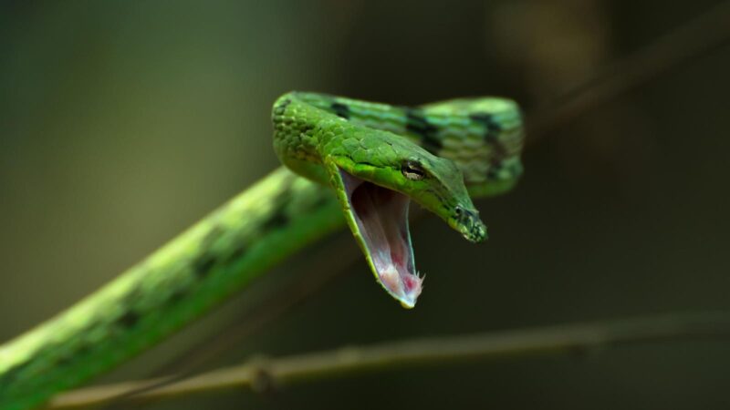 A Herpetologist Reveals 2 ‘Venomous’ Reptiles That Are Commonly Kept As Pets