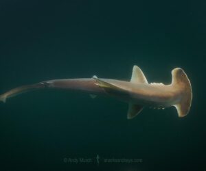 Colombian Coastal Communities Join Scientists To Protect Endangered Hammerheads