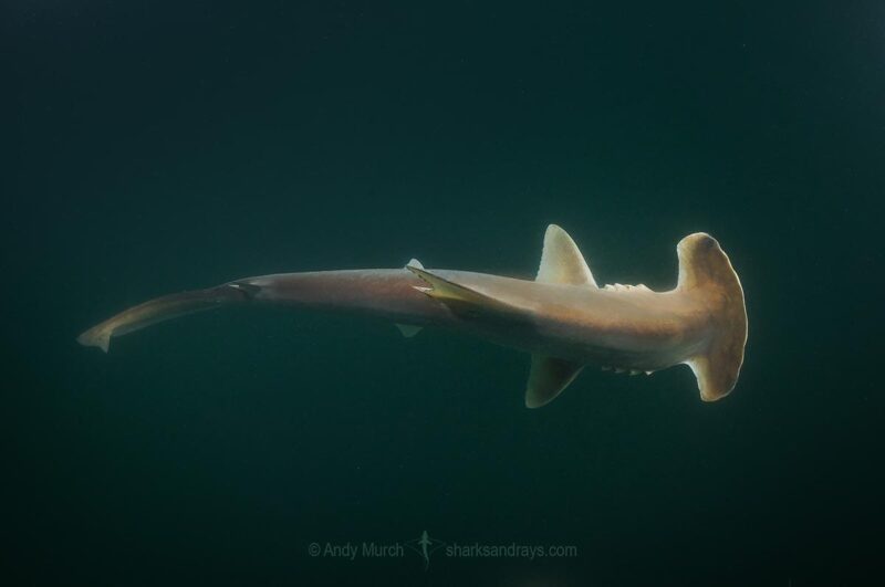Colombian Coastal Communities Join Scientists To Protect Endangered Hammerheads