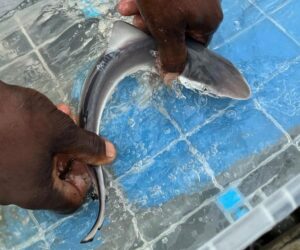 How Protecting Iconic Sharks Shields The Ones You’ve Never Heard Of