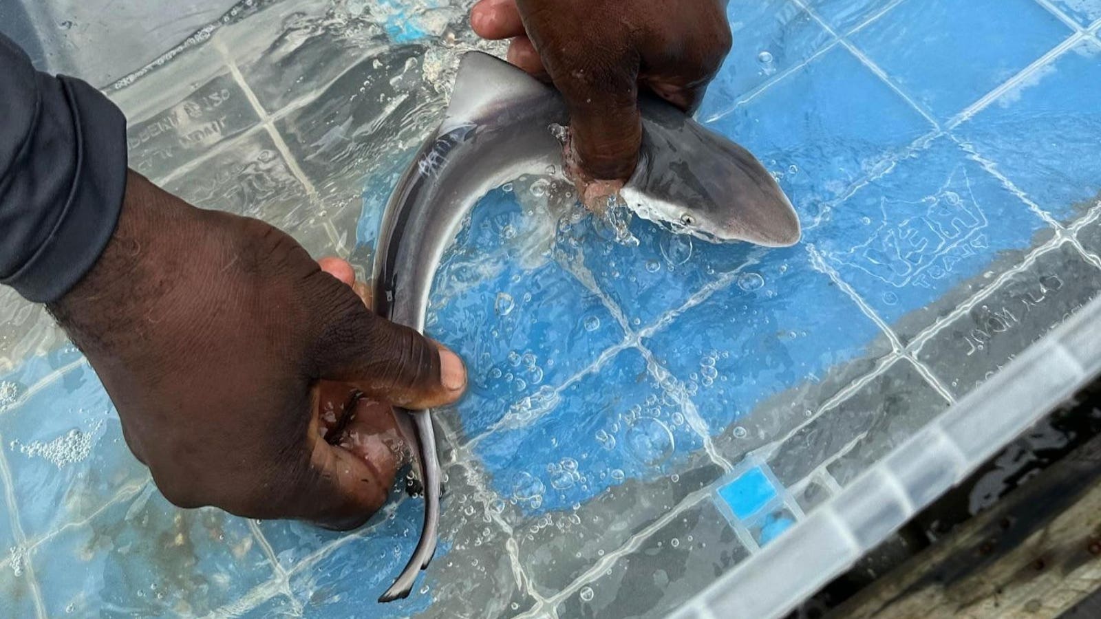 How Protecting Iconic Sharks Shields The Ones You’ve Never Heard Of