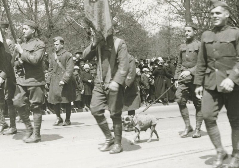 Meet ‘Sergeant Stubby’ — The Most Decorated War Dog In History, Who Helped Win WWI