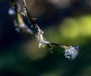Biodiversity Gets Its ISO Moment: Nature Accounting Arrives