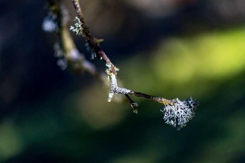 Biodiversity Gets Its ISO Moment: Nature Accounting Arrives