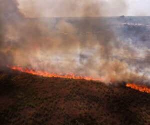 Investors Protest Deforestation As The Amazon Tipping Point Approaches