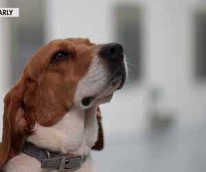 Dogs Use Puppy Power to Sniff Out Cancer
