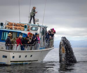 A Biologist Shares His 4 ‘Aquatic’ Favorites From The 2025 Nature’s Best Photography Contest