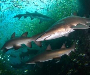 9 Of The Best ‘Ocean Views’ From The Nature’s Best Photography 2025 Awards