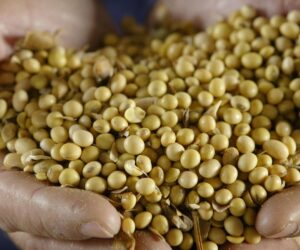 Soybean Prices Reach 15-Month High Tuesday Amid US Trade Negotiations With China