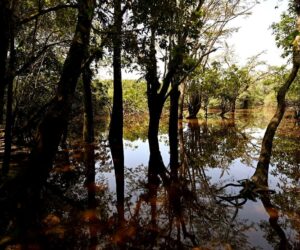 Forests And Soil Reaching Critical Limits To Store Carbon, Study Finds
