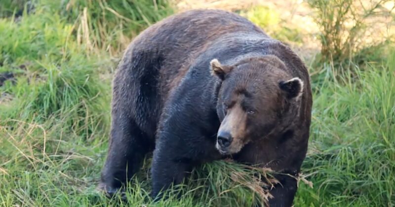 ’32 Chunk’ is 2025’s ‘Fat Bear Week’ winner