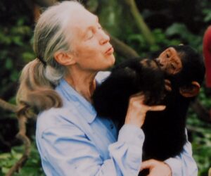 Jane Goodall, renowned chimpanzee researcher and animal advocate, dies at 91