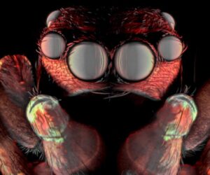 Nikon’s Small World contest highlights microscopic beauty of weevils, butterfly eggs and more