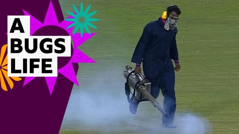 Women’s Cricket World Cup: Fly infestation interrupts match between India and Pakistan