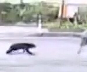 Security video shows bear attack woman on Japan street