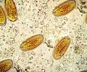 The Tales Told By DNA in Ancient Poop