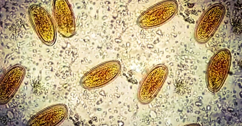 The Tales Told By DNA in Ancient Poop